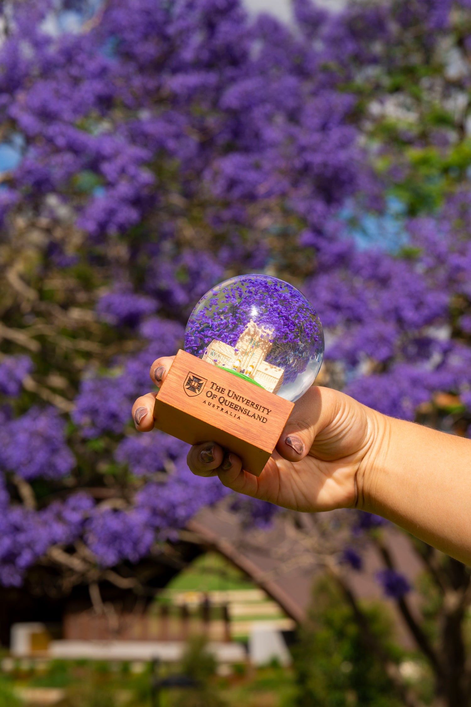 UQ Jacaranda Globe