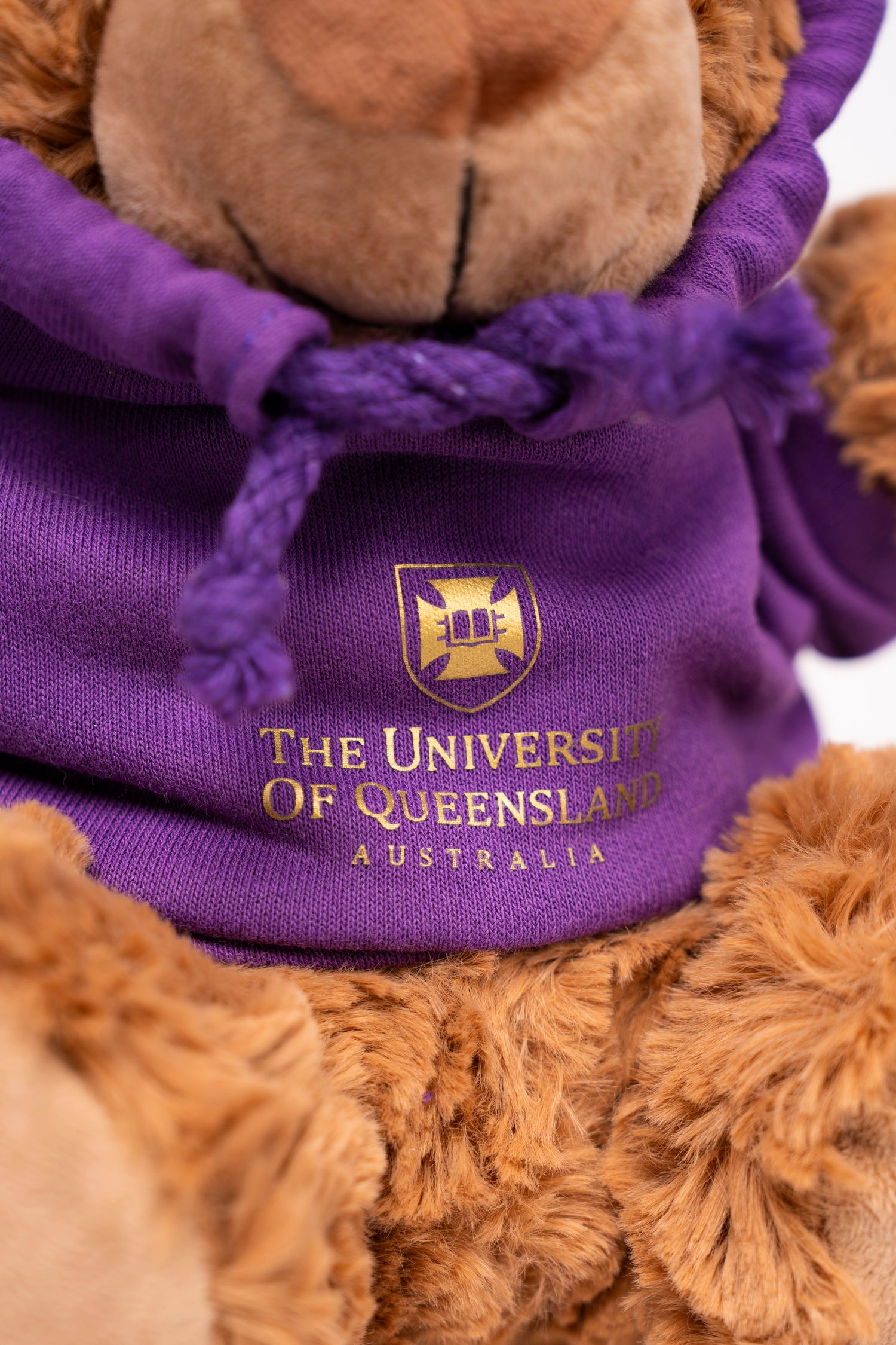 UQ Study Bear