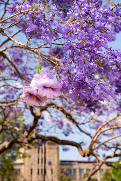 UQ Jacaranda Plush Keyring